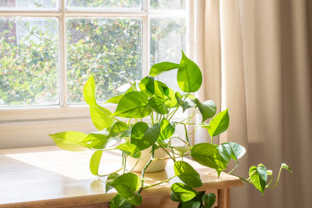 Potted Devils Ivy plant inside a beautiful new flat or apartment. stock photo