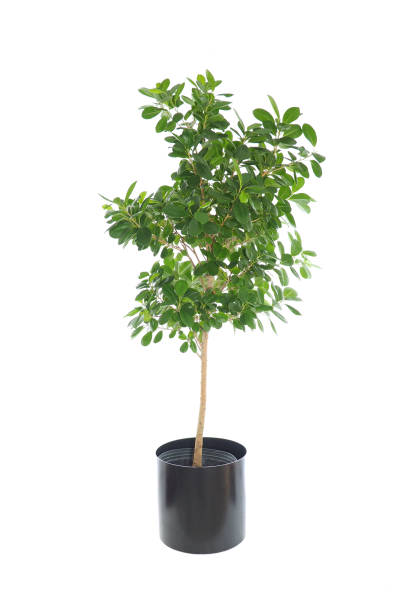Potted Dwarf Nidita Ficus Isolated on White stock photo