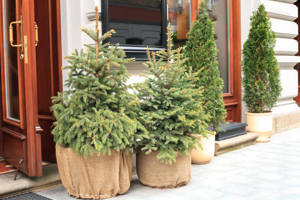 Potted evergreen small Christmas fir tree near house, holidays decor Christmas trees growing in pots near house. Potted evergreen small fir tree, holidays street decor lviv photos stock pictures, royalty-free photos & images