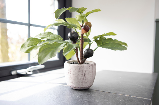 House plant in a pot by a window