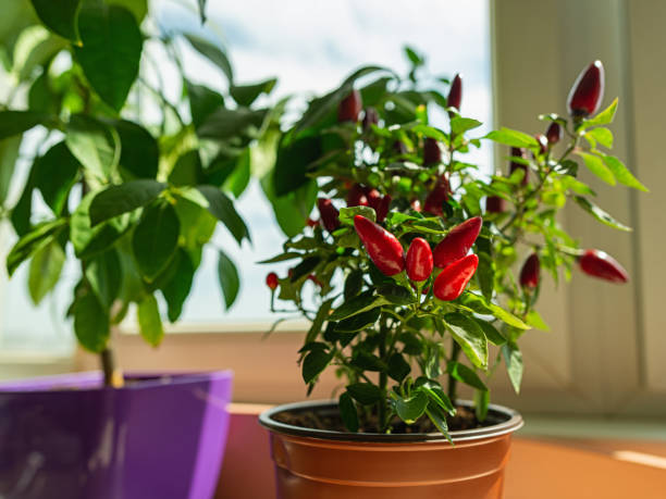 Potted hot chili pepper in a bright sunlight on the windowsill. Ripe red mini pods of capsicum annuum growing indoors. Healthy organic spicy herbs planting at home as hobby. Selective focus. stock photo