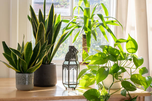 Potted indoor plants inside a beautiful new flat or apartment. stock photo