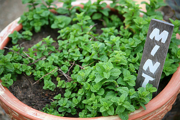 Potted mint stock photo