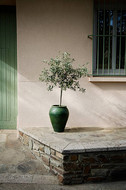 Potted olive tree stock photo