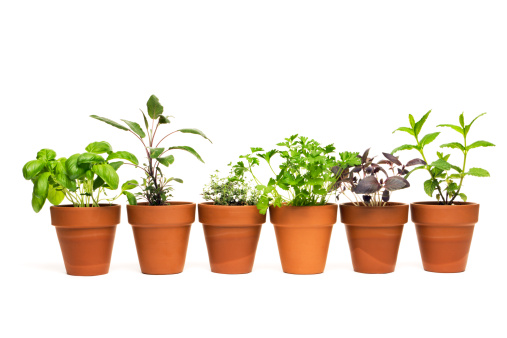A potted plant selection of kitchen herbs in clay terra-cotta flower pots, isolated on a white background. Spices and greens may represent basil, sage, thyme, oregano, parsley, Thai basil, and mint. The spring seedling pots display the young leaves of fresh sprouts that contribute to flavorful, healthy eating.