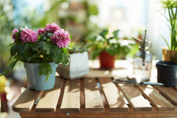 potted plant in modern house in sunny day stock photo