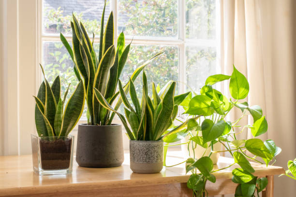Potted snake plants inside a beautiful new flat or apartment. Indoor houseplants next to a window in a beautifully designed home or flat interior. potted plant stock pictures, royalty-free photos & images