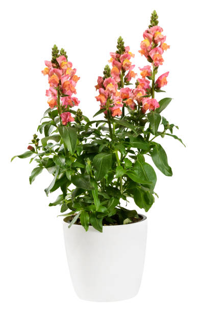 Potted Snapdragon or Dragon Flower plant on white Potted Snapdragon or Dragon Flower plant with spikes of variegated yellow and pink flowers above green leaves in a side view isolated on white perennial stock pictures, royalty-free photos & images