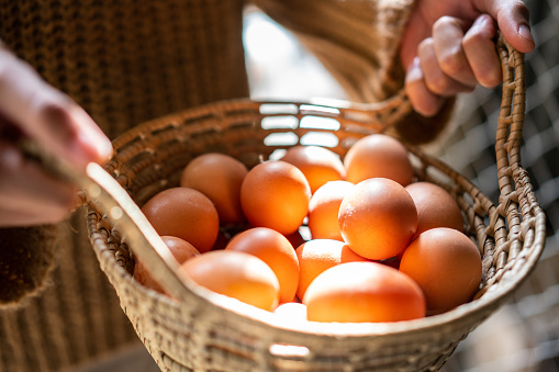 Close-up of a farmer showing off eggs from farm. Poultry farmworker holding a basket full of eggs.