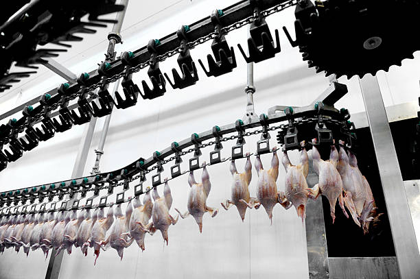 Poultry Meat Processing Food industry detail with poultry meat processing dead animal stock pictures, royalty-free photos & images