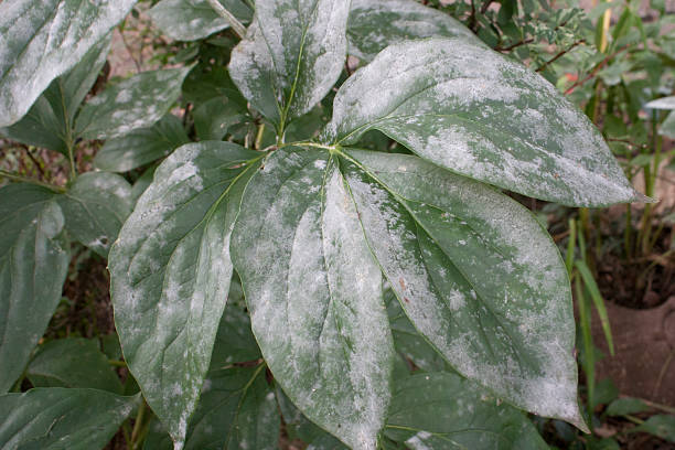 Powdery Mildew Disease on Leaves stock photo