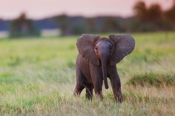 Powerful African Elephant calf at sunset stock photo
