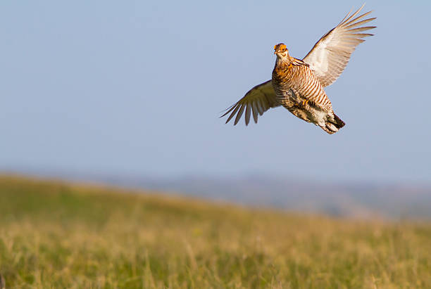 prairie chicken fly up - grouse flying imagens e fotografias de stock