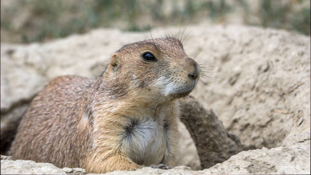 prairie dog on it's porch black tailed prairie dog keeping watch from it's doorstep theodore roosevelt national park stock pictures, royalty-free photos & images