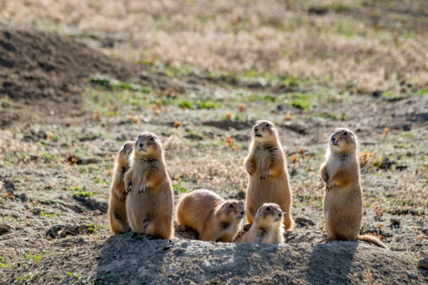 Prairie dogs in North Dakota A group of prairie dogs gather in Theodore Roosevelt National Park in North Dakota. theodore roosevelt national park stock pictures, royalty-free photos & images