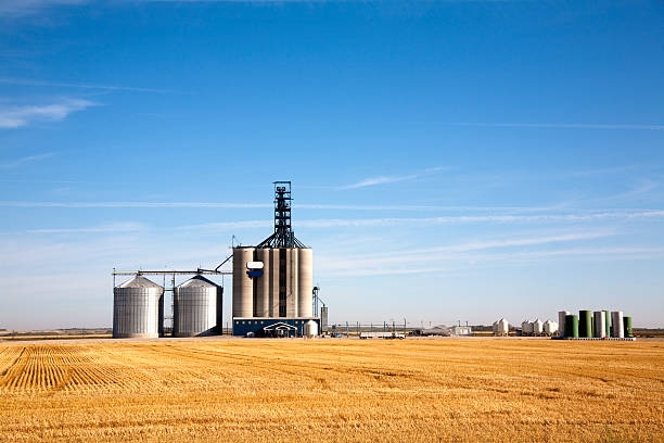 Prairie elevator and grain bin in a field of wheat stock photo