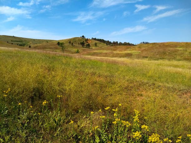 prairie grass im custer state park - south dakota landscape stock-fotos und bilder