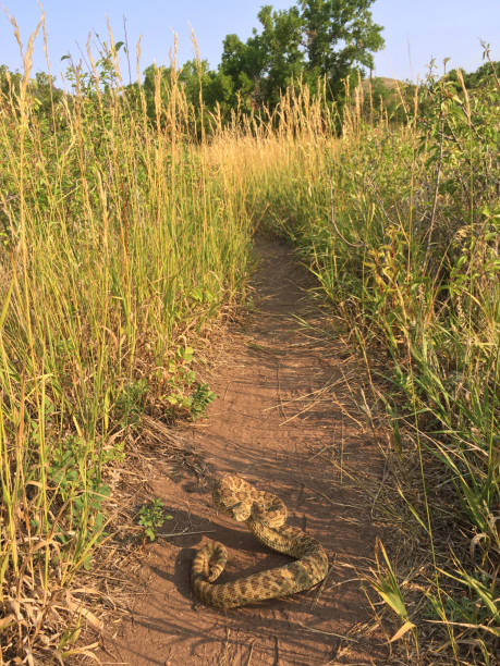 Sunning himself in the middle of the path, a rattling prairie rattlesnake coils up ready to strike on the Mount Vernon Creek Trail lined with tall grass in Red Rocks Park, Morrison, Colorado.