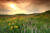 istock Prairie Wildflowers on the Great Plains 157431434
