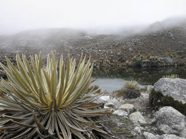 Páramo with frailejónes in the Sierra Nevada del Cocuy, Colombia stock photo