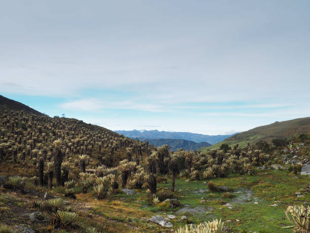 Páramo with frailejónes in the Sierra Nevada del Cocuy, Colombia stock photo