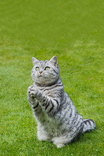 Praying cat on green grass stock photo