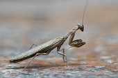 istock Praying mantis (Ameles decolor) macro photography up close in the middle east. 1364901549