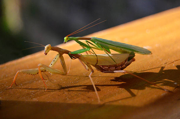 Praying Mantis, male and female mating stock photo