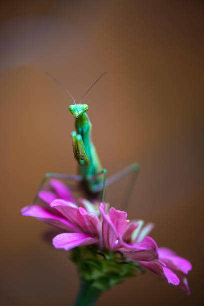 Praying Mantis on Pink Zinnia Flower on Blured Background stock photo