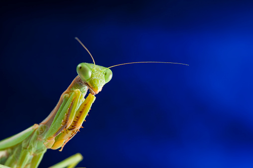 Praying mantises fighting for water on a green leaf 3d rendering
