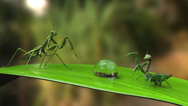 Praying mantises fighting for water on a green leaf 3d rendering stock photo
