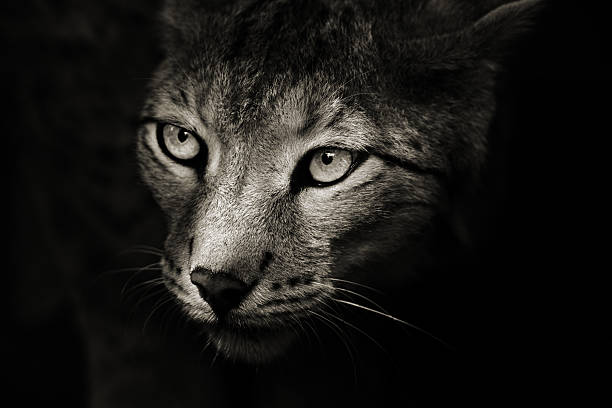 predator in the darkness - europeiskt lodjur bildbanksfoton och bilder