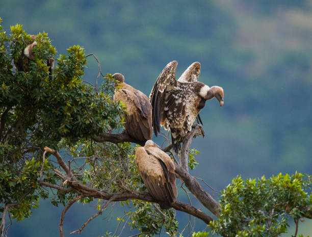 Predatory birds are sitting on a tree. Kenya. Tanzania. Safari. East...