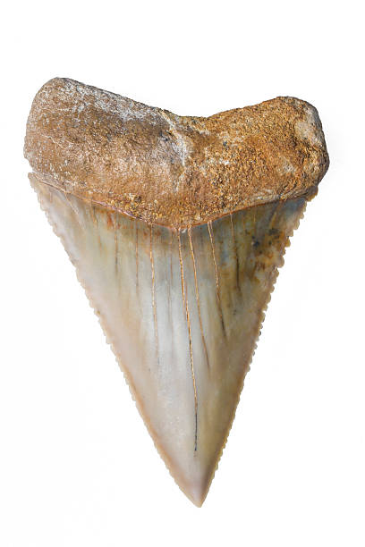 Prehistoric Great White Shark Tooth Prehistoric Great White Shark Tooth animal teeth stock pictures, royalty-free photos & images