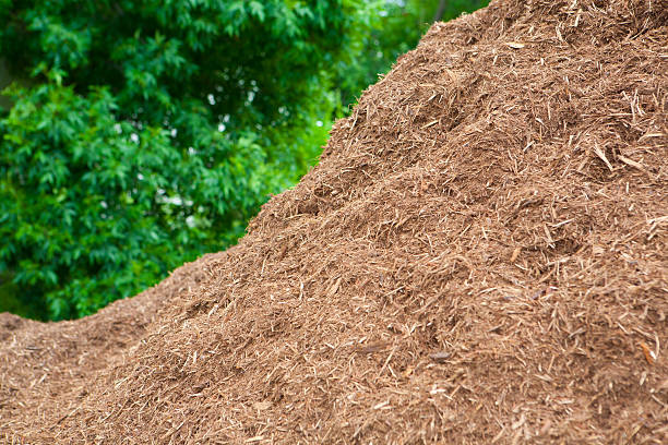 Premium pile of hardwood mulch stock photo