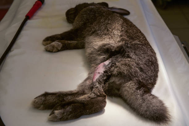 Preparing rabbit for surgery stock photo