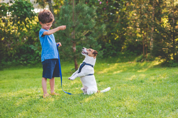 Preschooler kid boy doing dog obedience training classes with his pet Dog learning standing on hind legs trick canine animal stock pictures, royalty-free photos & images