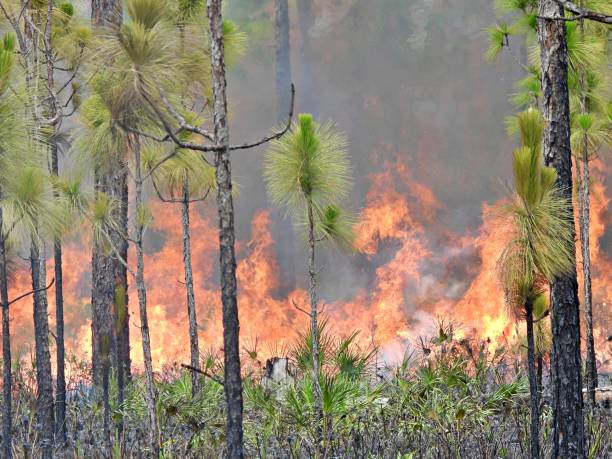 Prescribed Fire in Florida -  is designed to create a mosaic of diverse habitats for plants and animals, to help endangered species recover, or to help reduce fuels preventing a destructive fire. stock photo