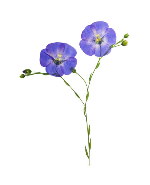 Pressed and dried delicate blue flower flax, isolated stock photo