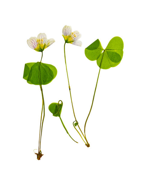Pressed and dried delicate flower oxalis. stock photo