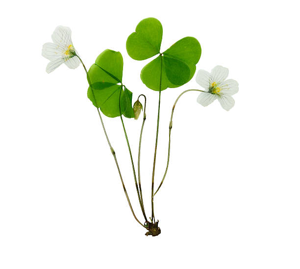 Pressed and dried delicate flower oxalis. stock photo