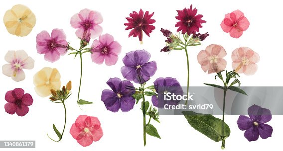 istock Pressed and dried delicate flowers phlox, isolated on white background. For use in scrapbooking, floristry or herbarium 1340861379