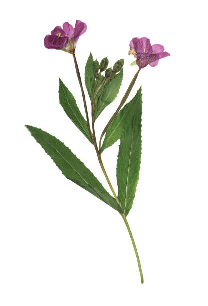 Pressed and dried delicate lilac flowers fireweed (epilobium collinum) on stem with green leaves. Isolated on white background. For use in scrapbooking, floristry or herbarium stock photo