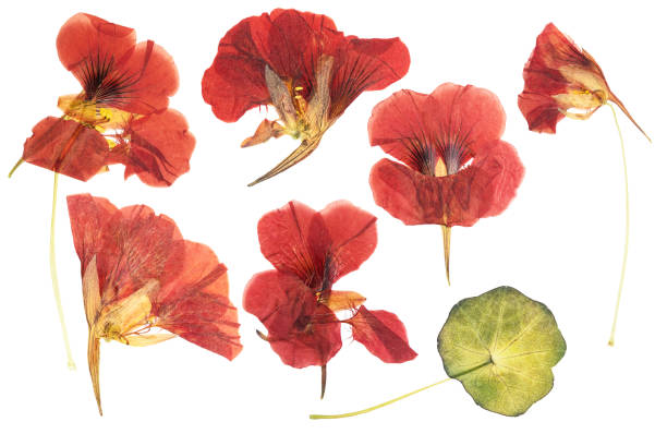 Pressed and dried delicate orange flowers nasturtium (tropaeolum). Isolated on white background. For use in scrapbooking, floristry or herbarium stock photo