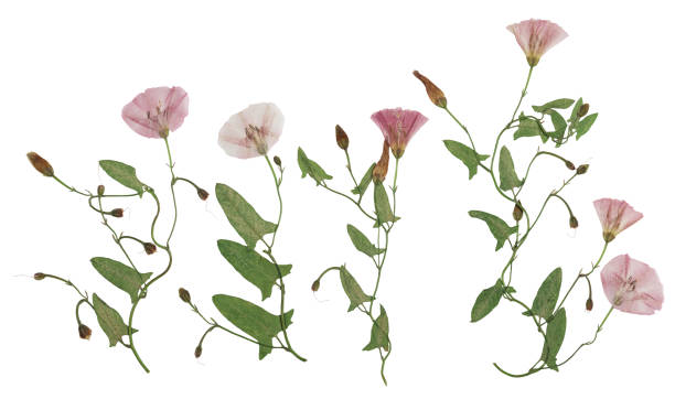 Pressed and dried delicate transparent bindweed flowers isolated on a white background. For use in scrapbooking, floristry, or herbaria stock photo