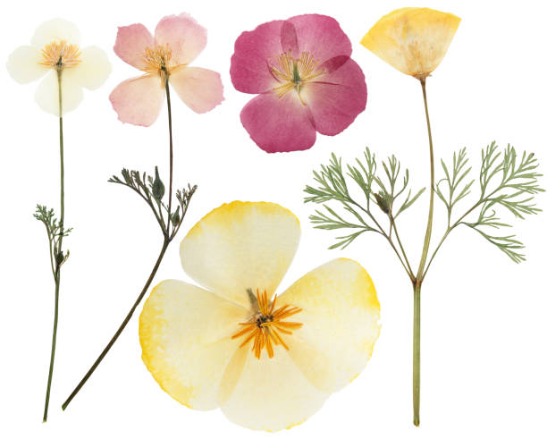 Pressed and dried delicate yellow flowers eschscholzia (eschscholzia Californica, California poppy). Isolated on white background. For use in scrapbooking, floristry or herbarium. stock photo