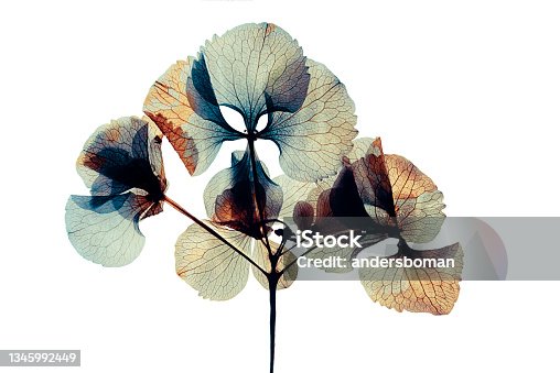 istock Pressed and dried dry  flower hydrangea Isolated on white background 1345992449