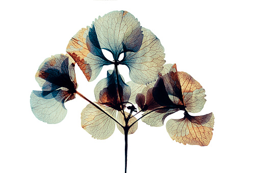 Pressed and dried flower hydrangea Isolated on white background  for use in scrapbooking, floristry or herbarium. -  Hydrangea macrophylla