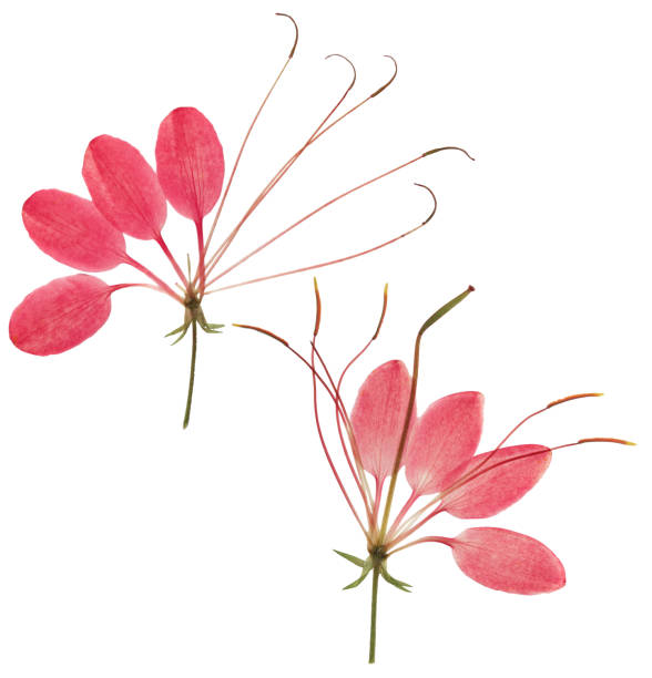 Pressed and dried flower cleome or spider flower, isolated on white background. For use in scrapbooking, floristry or herbarium. stock photo