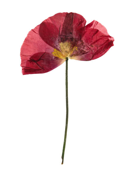 Pressed and dried flower poppy, isolated on white stock photo